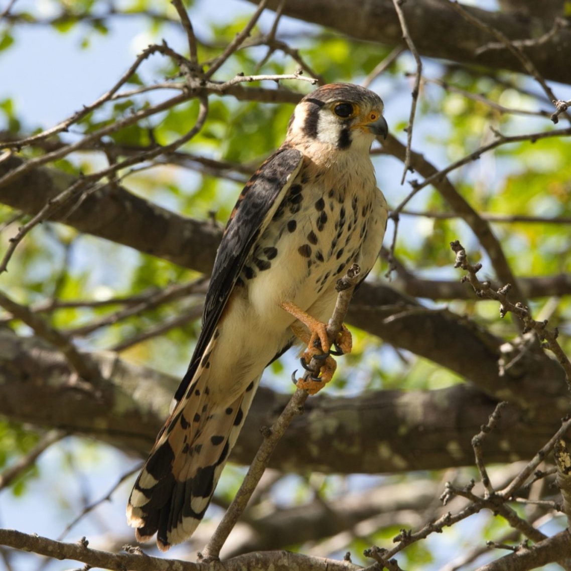 American Kestrel Rodney Bay St Lucia